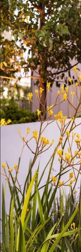 Plant Planning and Selection | Perth landscape design